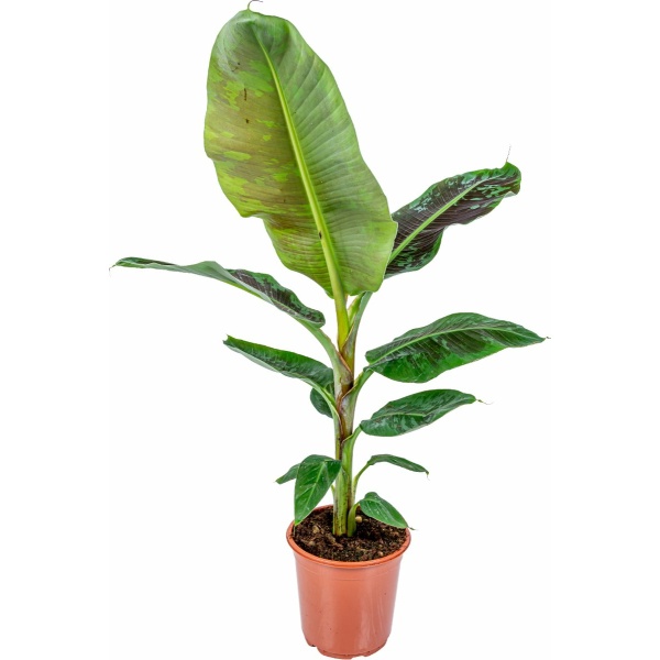 Musa Cavendish - Bananenplant - Kamerplant - Luchtzuiverende plant voor binnen - ⌀21 cm - 90-100 cm