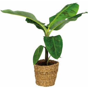 Musa Cavendish Incl. Zeegras Mand - Bananenplant - Luchtzuiverend - ⌀21 cm - 90-100 cm