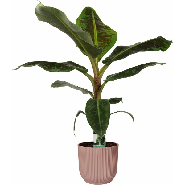 Musa Dwarf Cavendish in ELHO sierpot Vibes Fold Round (delicaat roze) ↨ 80cm - hoge kwaliteit planten