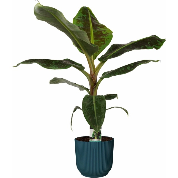 Musa Dwarf Cavendish in ELHO sierpot Vibes Fold Round (diepblauw) ↨ 80cm - hoge kwaliteit planten