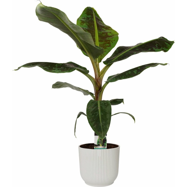 Musa Dwarf Cavendish in ELHO sierpot Vibes Fold Round (zijdewit) ↨ 80cm - hoge kwaliteit planten