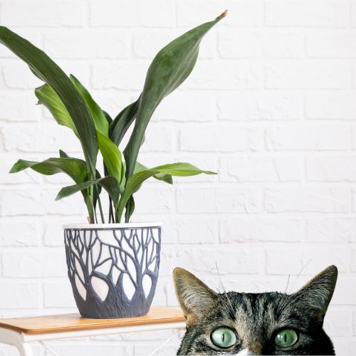 aspidistra giftig voor katten