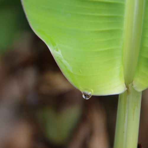 bananenplant druppels