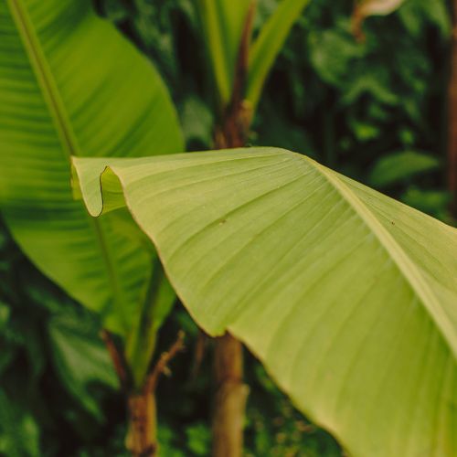 bananenplant gele bladeren