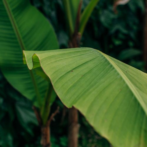 bananenplant slappe bladeren