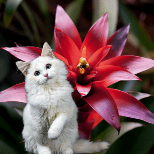 bromelia giftig voor katten