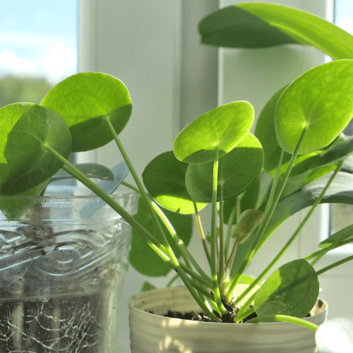 pilea witte vlekken