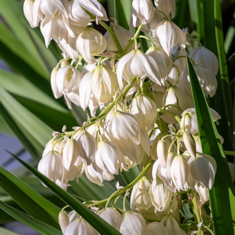 yucca bloem