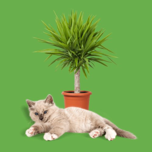 yucca giftig voor katten