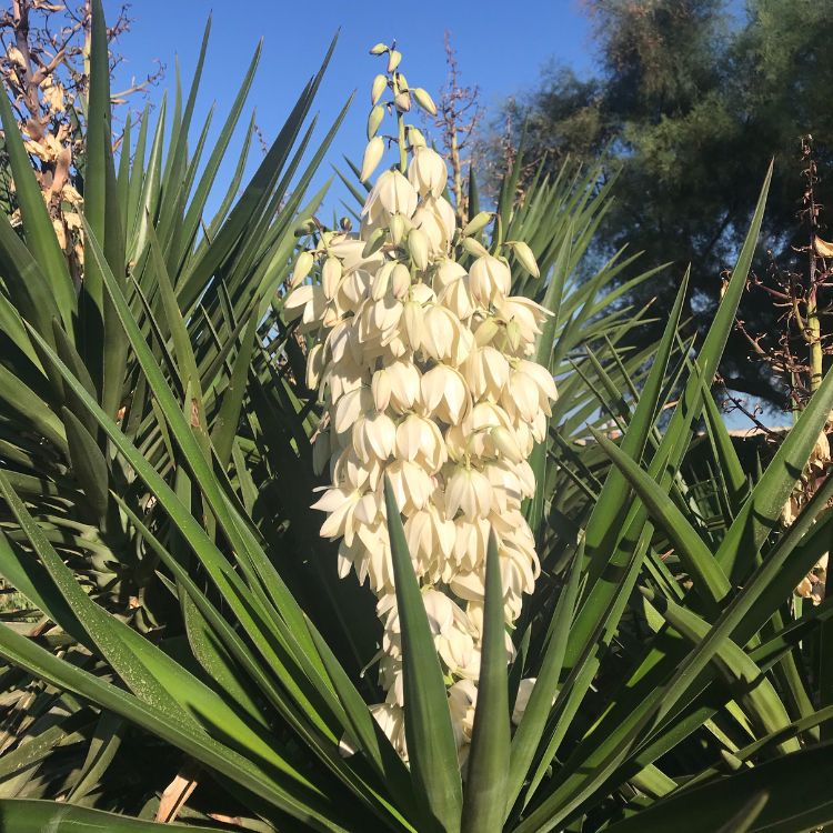 yucca in de bloei