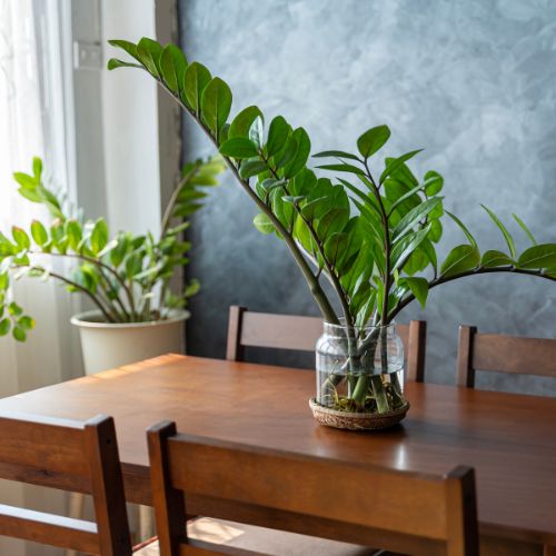 zamioculcas hangende stengels