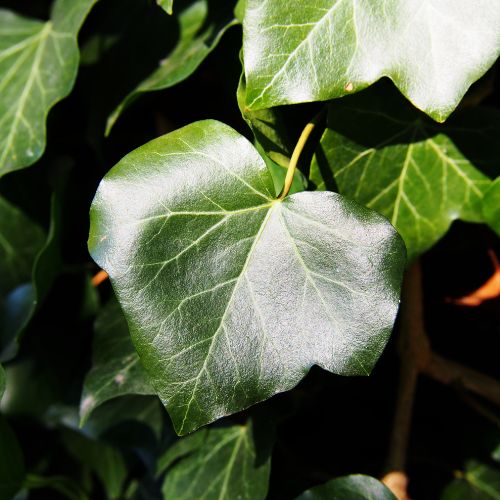 hedera hibernica