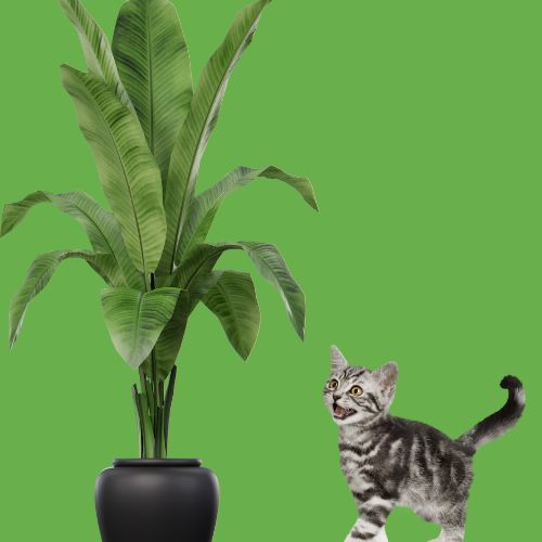 bananenplant giftig voor katten