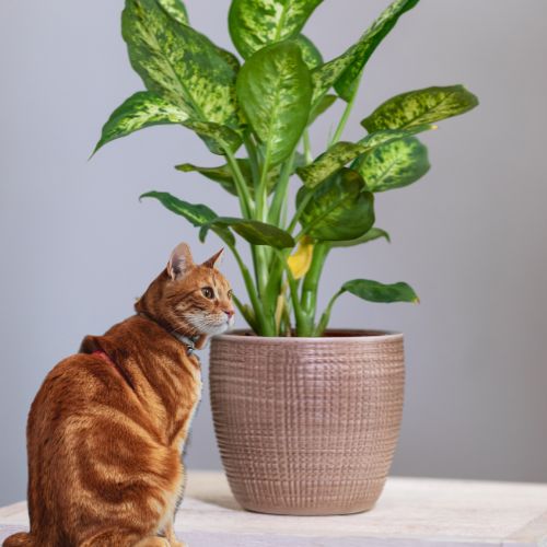 dieffenbachia giftig voor katten