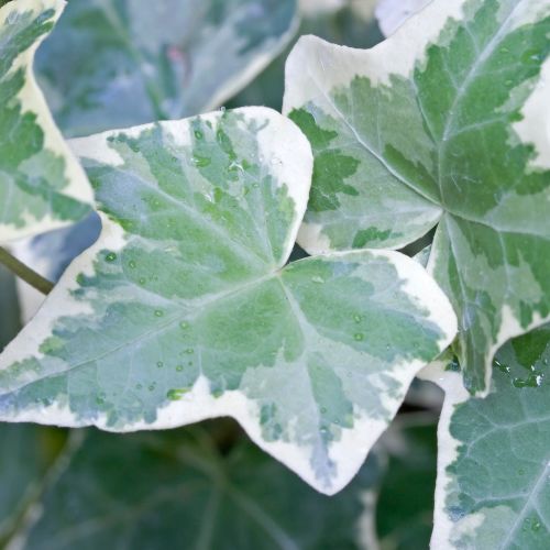 hedera helix variegata