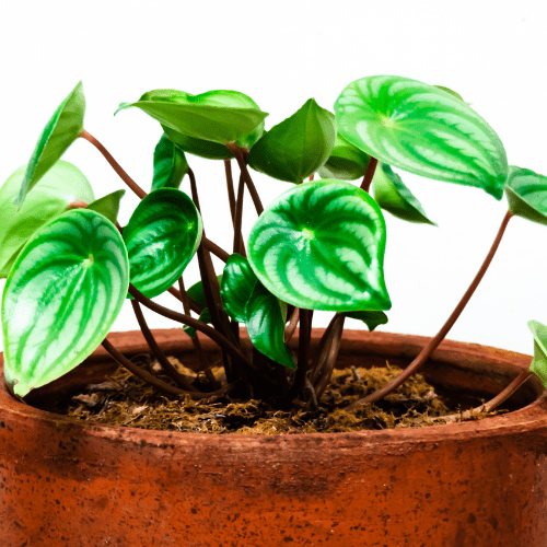 peperomia stekken water