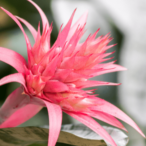 stekken bromelia