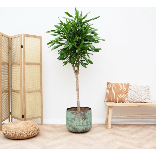 Dracaena Janet Graig op stam - 200cm