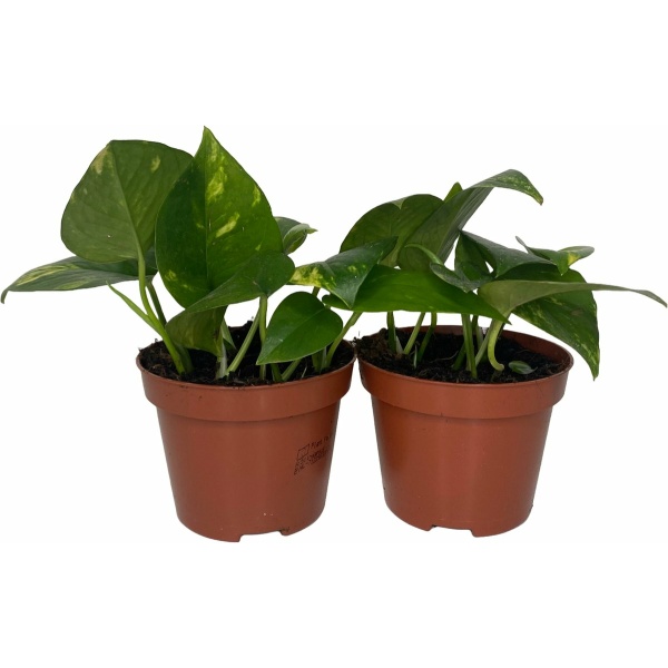 Outletplant - Epipremnum Pinnatum - Set van 2 - Klimplant - Pot 11 - Hoogte 15cm