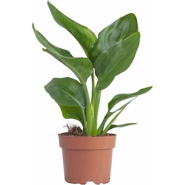 PLNTS - Strelitzia Reginae (Paradijsvogel plant) - Kamerplant - Kweekpot 13 cm - Hoogte 30 cm