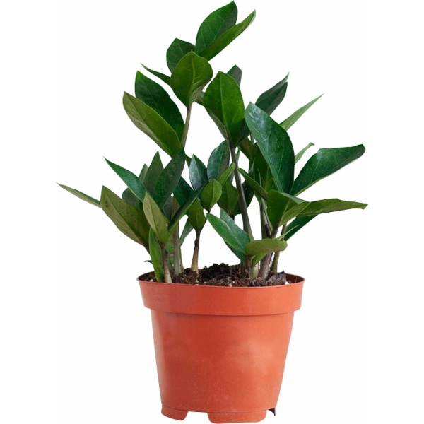 PLNTS - Zamioculcas Zamiifolia (Kamerpalm) - Kamerplant - Kweekpot 12 cm - Hoogte 35 cm