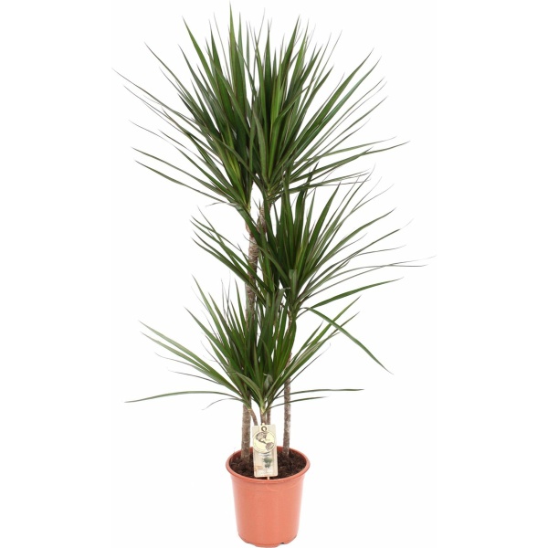 XXL Dracaena Marginata, Drakenbloedboom - 120cm hoog, ø21cm potmaat - Grote Kamerplant ,Tropische Palm - Vers van de Kwekerij, Luchtzuiverend, Makkelijke verzorging