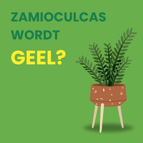 zamioculcas gele bladeren