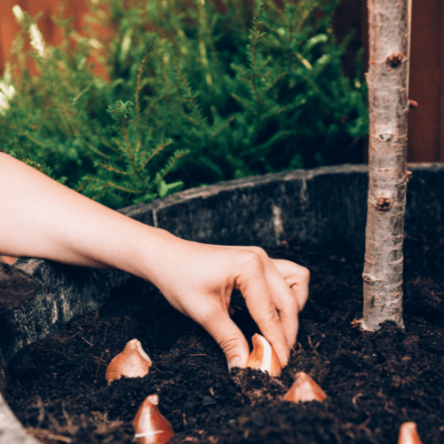 bloembollen planten hoe diep