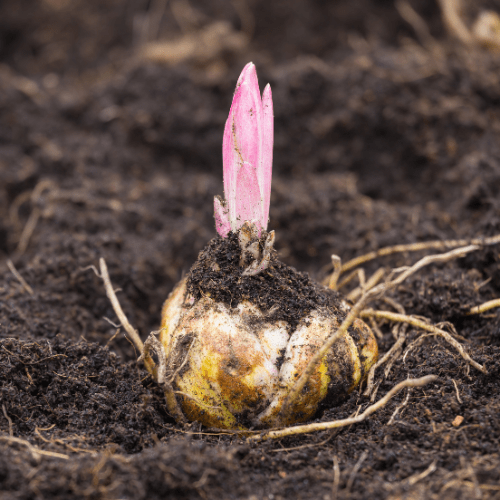 bloembollen planten maart