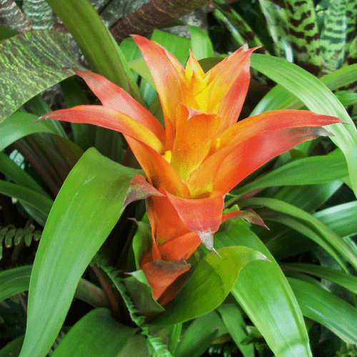 bromelia en vorst gaan niet goed samen