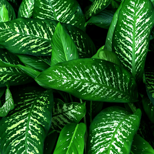 dieffenbachia bruine vlekken