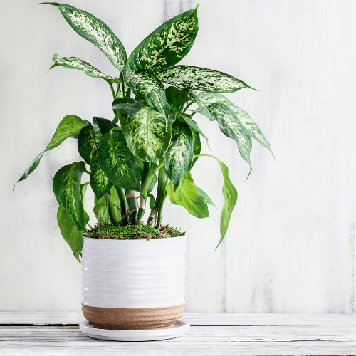 dieffenbachia hangende bladeren