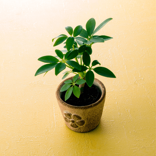 schefflera stekken in water