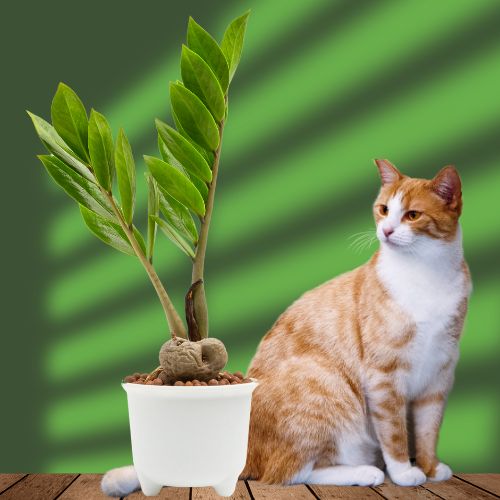 zamioculcas giftig voor katten