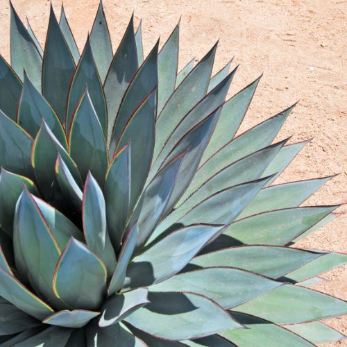 agave 100 jarige plant oftewel, eeuwige plant