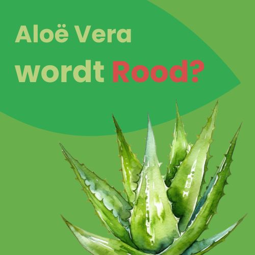 waarom wordt mijn aloe vera rood