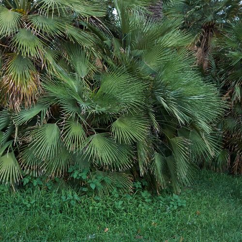 Chamaerops Humilis buiten in de winter