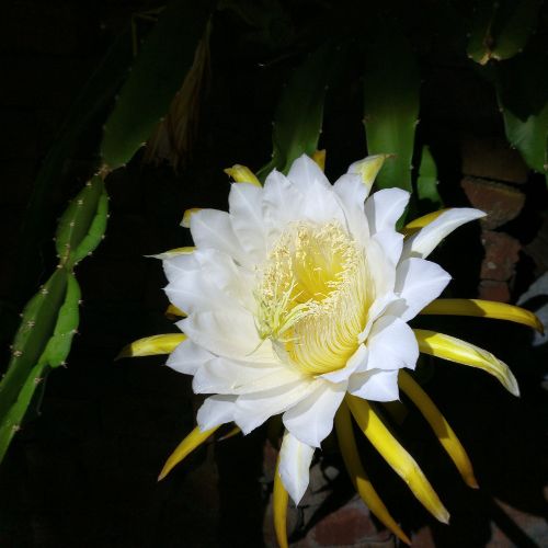 epiphyllum bloei