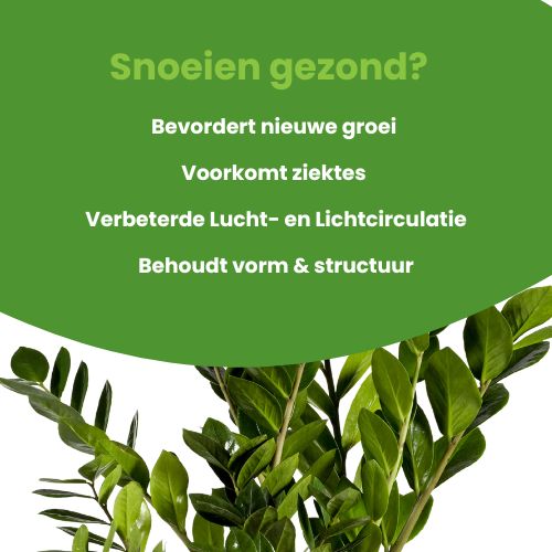 snoeien goed voor je zamioculcas