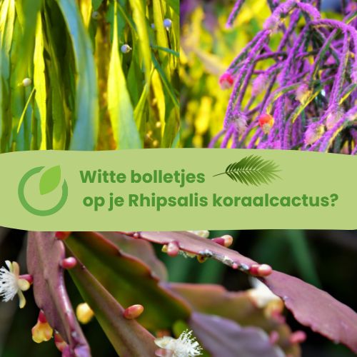 koraalcactus witte bolletjes