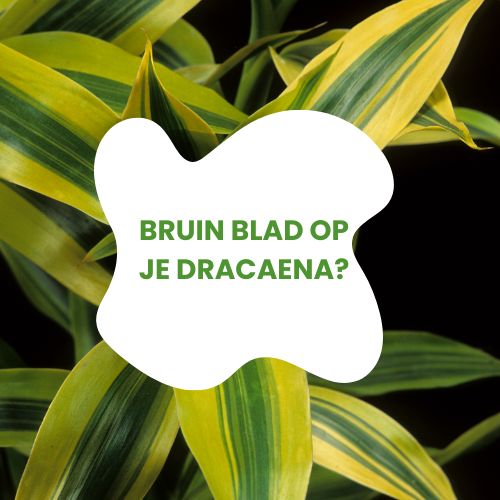 dracaena bruin blad