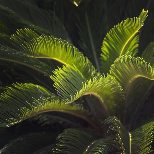 dwergpalm buiten Chamaerops Humilis