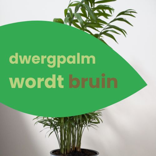 dwergpalm wordt bruin