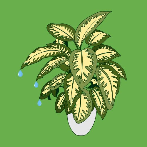 guttatie dieffenbachia