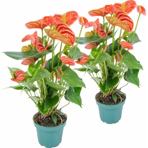 2x Anthurium 'Aristo' Oranje - Flamingoplant - Kamerplant-Onderhoudsvriendelijk -⌀12 cm - 30-40 cm