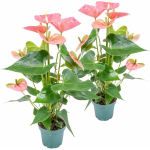 2x Anthurium 'Aristo' Roze - Flamingoplant - Kamerplant - Onderhoudsvriendelijk - ⌀12 cm - 30-40 cm