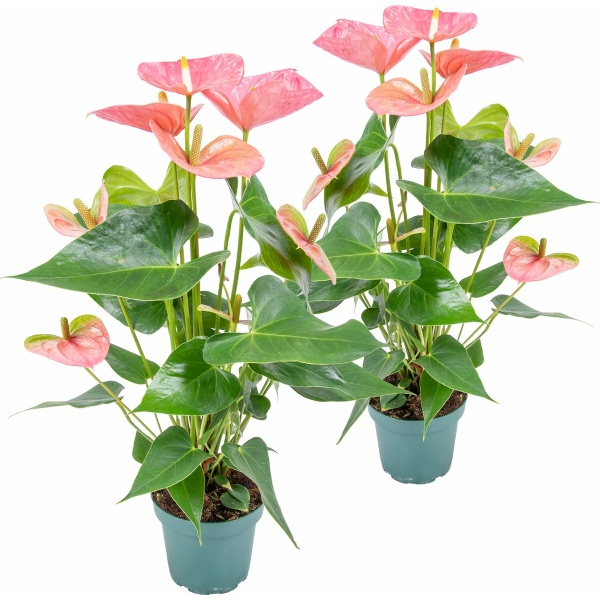 2x Anthurium 'Aristo' Roze - Flamingoplant - Kamerplant - Onderhoudsvriendelijk - ⌀12 cm - 30-40 cm