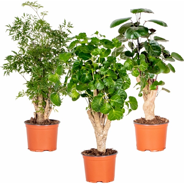 3x Polyscias Mix - Aralia - Fabian - Ming - Green Lemon - Kamerplant - Bijzonder- ⌀12 cm - ↕ 30-40 cm