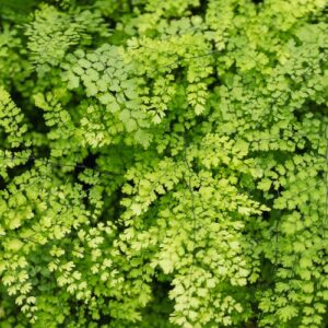 Adiantum