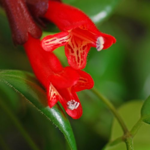 Aeschynanthus bladeren vallen af